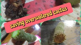 Saving my overwatered cactus [upl. by Evatsug]