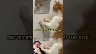 so cute cat kucing kucinglucu catlover memes funny abigamer1482 [upl. by Nylla]