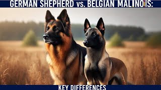 German Shepherd vs Malinois Shepherd Which is Right for You [upl. by Mehta458]