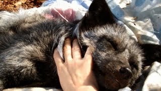 Girl pets fox happiest pet fox [upl. by Bevan]