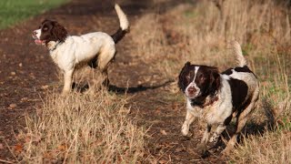 Training Your English Springer Spaniel Tips and Techniques for Success [upl. by Hart]