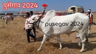 bail bazar pusegav 2024 वार्षिक बैल बाजार 2024 पुसेगाव [upl. by Attenaej87]