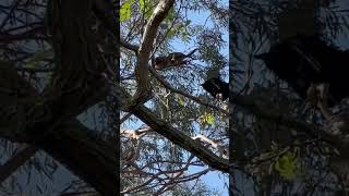 ￼ Opossum Parent Climbs to Safety with Babies Opossum Wildlife Nature Parenting AnimalKingdom [upl. by Zipnick]