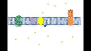 Cyclic Photophosphorylation [upl. by Padriac208]