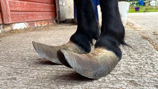 Trimming Extremely Long Hooves On A Shetland Pony [upl. by Romeo]