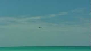 Pelicans swimming between the people in Varadero Cuba Pelikanen zwommen tussen de mensen [upl. by Nnahsal]