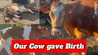 ਸਾਡੀ ਗਾਂ ਨੇ ਬੱਚਾ ਦੇ ਦਿੱਤਾ  Finally Our 🐄 Cow Gave Birth  Cow Delivery  Farm video [upl. by Emarej102]