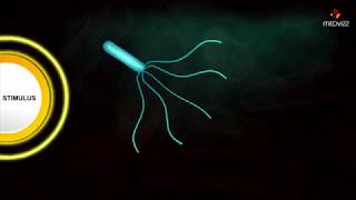 Flagellar Movement  Medical microbiology animations [upl. by Santa594]