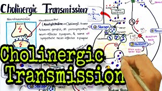 Cholinergic transmission  acetylcholine synthesis amp metabolism  cholinergic drugs  pharmacology [upl. by Laehcimaj]