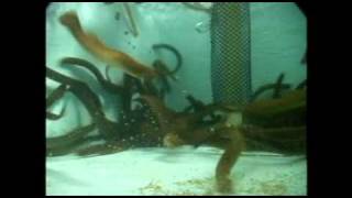 Sea lamprey panic response  underwater view [upl. by Hanschen]