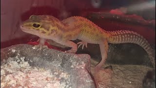 Live Feeding Leopard Geico Superworms [upl. by Pavyer]