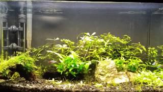 How to get rid of algae permanently [upl. by Amerd]