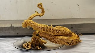 Making the Pharaohs Serpent [upl. by Eerrahs]