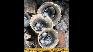 Mondays Mushroom Episode 20 Birds Nest Fungi [upl. by Thain]