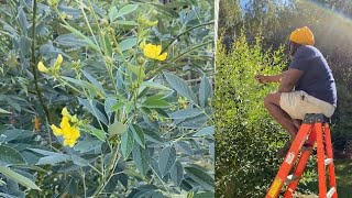 Pigeon peas flowering process Growing cajanus peas in zone 7 [upl. by Nyar]