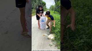 Raju and Chompa has stolen a Duck shorts vairalshorts facts banglafacts trendingshorts [upl. by Allimaj35]