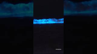 Bioluminescence Beach ecr blue beach chennai chennaibeach [upl. by Netsyrc137]