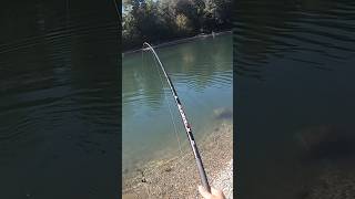 PESCA allo STORIONE MA arriva una CARPA fishing fishingvideo carpfishing [upl. by Almira474]