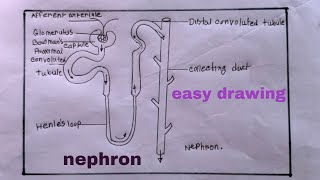 how to draw nephron easilynephron drawing [upl. by Jonathon]