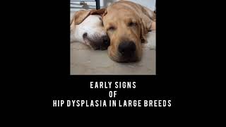 Early signs of Dog hip dysplasia  Labrador Siblings [upl. by Nuhsed808]