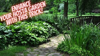 The Power of Companion Planting Enhancing Your Hosta Garden with These Two Secret Plants [upl. by Ecnatsnok]