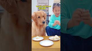 狗：儿童节被上了一课Dogs Another fall for Childrens Day goldenretriever pets funny [upl. by Polak]