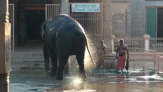 Srirangam Elephant Bathing2 [upl. by Austen]