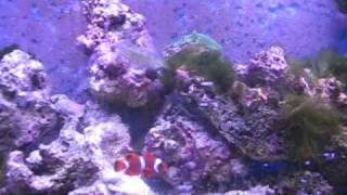 Clownfish amp Lawnmower Blenny [upl. by Ekusoyr]