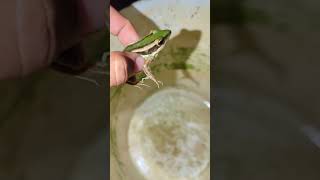 Catching frog prank video funny  frogs funny moments for fun  Funny comedy frog  Tep longheng fun [upl. by Nyleahs]