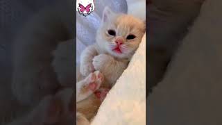 Cute kitten hiccup  Newborn Baby hiccuping after drinking milk  Funny kitten hiccups 😍 [upl. by Elboa]