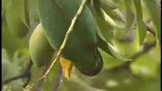 Mitred Conure eating mango [upl. by Turk]