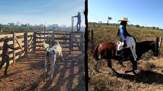 DIA PUXADO NA FAZENDA SOME HOMEM🐂 [upl. by Zorana]