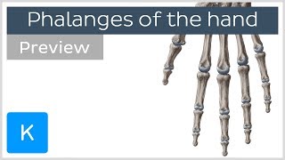 Overview of the Phalanges Bones of the Hand preview  Human Anatomy  Kenhub [upl. by Dierolf]