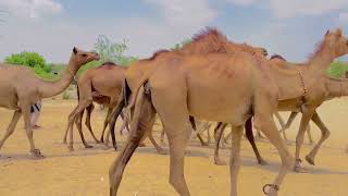 Biggest Camel in Pakistan  Camel vs Camel  Camel of Thar [upl. by Sophi248]