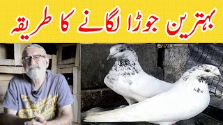 Kabootar Ka Jora Lagane ka Tarika  Jora Lagane ka tarika  Pigeon jora lagane ki Tips  Kabutar Tv [upl. by Seale]