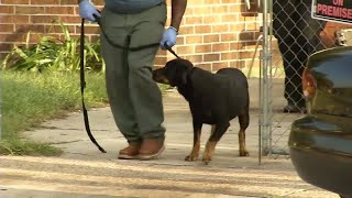 Neighbors dogs attack man in Jacksonville [upl. by Ilana]