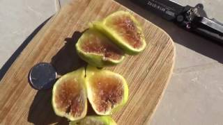 2016 Backyard Fruit Tree Project  Episode 15 Conadria Fig Tree Main Crop [upl. by Aracat]