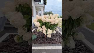 phantom hydrangeaгортензиягортензіяflowers parkjardinshortsアジサイhortensiaсад [upl. by Cj]