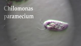 CHILOMONAS PARAMECIUM [upl. by Collyer]