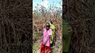 Sorghum harvesting farming unitedstatesofafrica africancountry vlog [upl. by Amir]