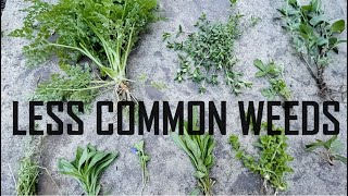 Identifying Less Common Weeds  Weed Identification [upl. by Eckmann]