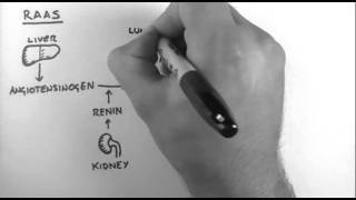 ReninAngiotensinAldosterone System [upl. by Lacagnia]