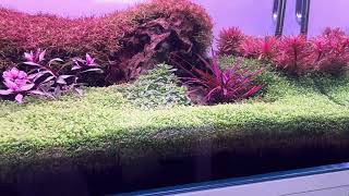 Rotala blod red [upl. by Isma]