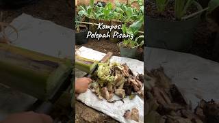 KOMPOS PELEPAH PISANG kidulomahfarm [upl. by Grantham]