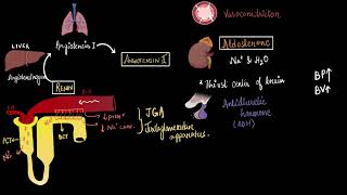 Regulation of kidney function  Excretory products and their elimination  Biology  Khan Academy [upl. by Otecina]