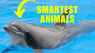 Bottlenose Dolphin Facts YOU Didnt Know [upl. by Niawtna]