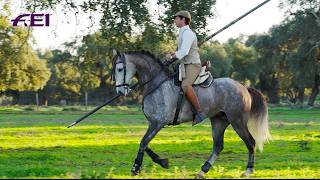 The majesty of the Lusitanos  RIDE presented by Longines [upl. by Ramona]