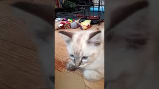 Kitten Chase The Fastest Paw in the House petreaction cuteanimals [upl. by Currie]