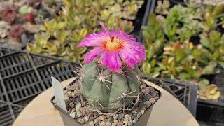 Echinocactus horizonthalonius  цветение кактуса [upl. by Atenahs847]