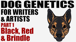 Dog Genetics for Writers amp Artists part 1 Black Red amp Brindle CC [upl. by Ennalyrehc931]